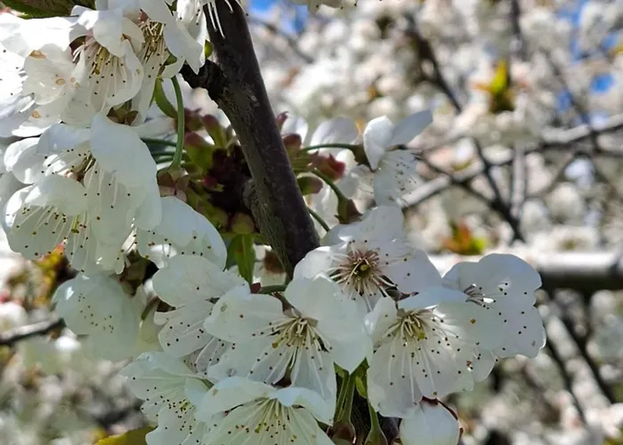 Urban Living Apartman *